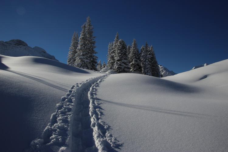 tracks in the snow